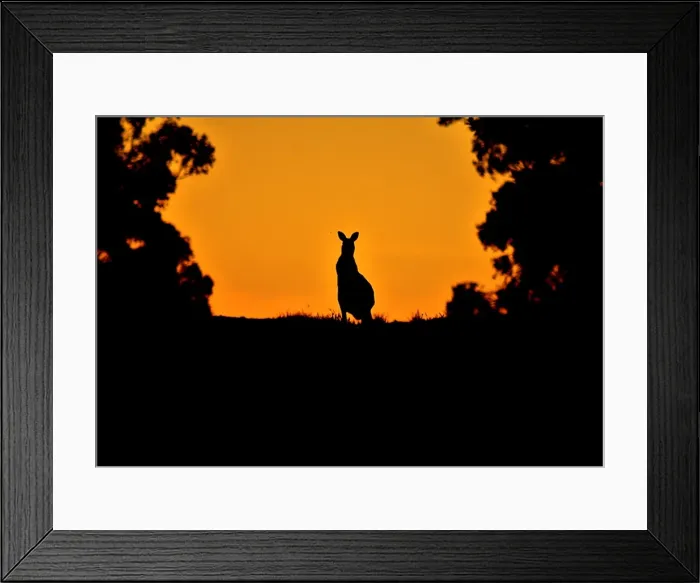 Framed Print : Kangaroos view in Kuitpo Forest silhoutte image, Prospect Hill, South Australia