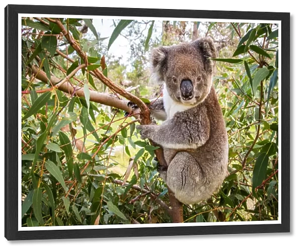Koala in a gum tree. Eyre Peninsula. Australia