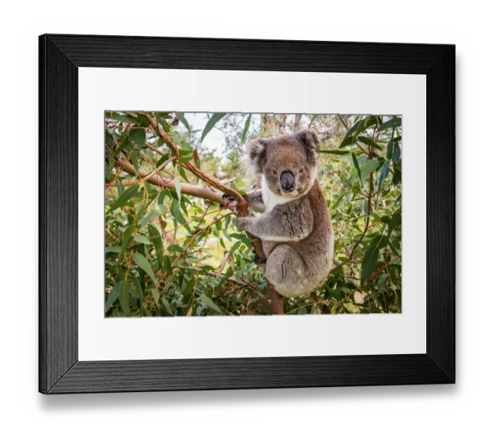 Framed Print : Koala in a gum tree. Eyre Peninsula. Australia