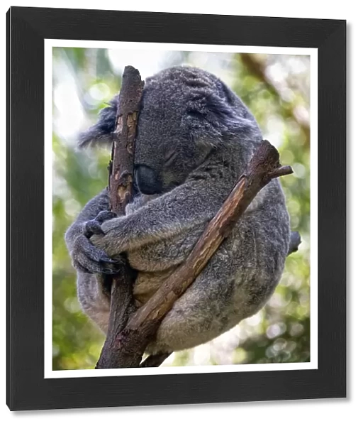 Koala Meditating
