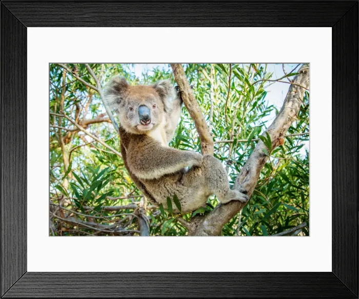 Framed Print : Koala in a gum tree Framed Print : Koala in a gum tree
