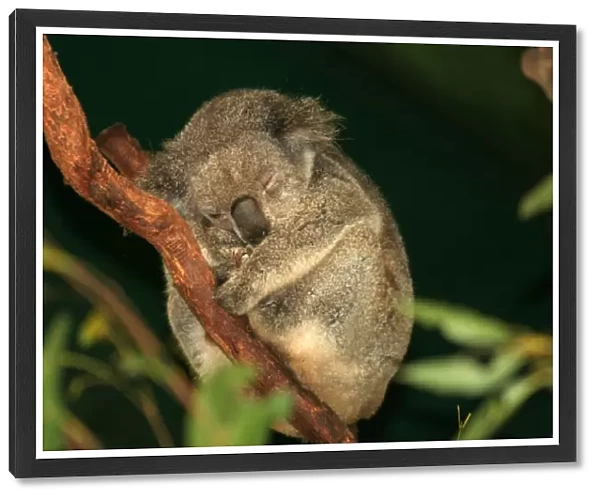 Koala Sleep in tree