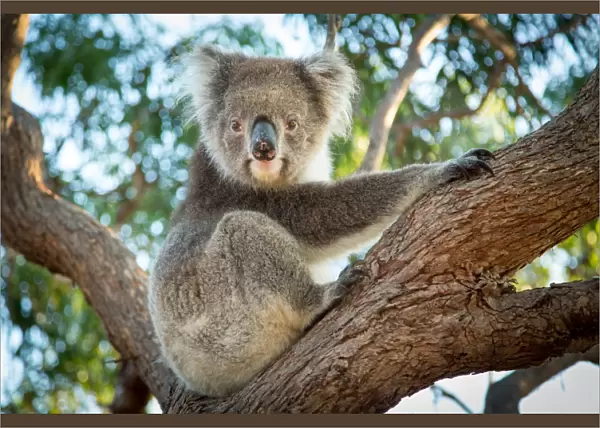 Koala in a gum tree