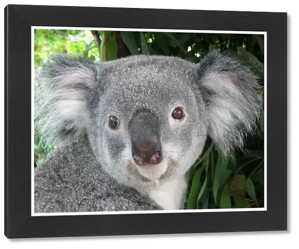 Koala Portrait