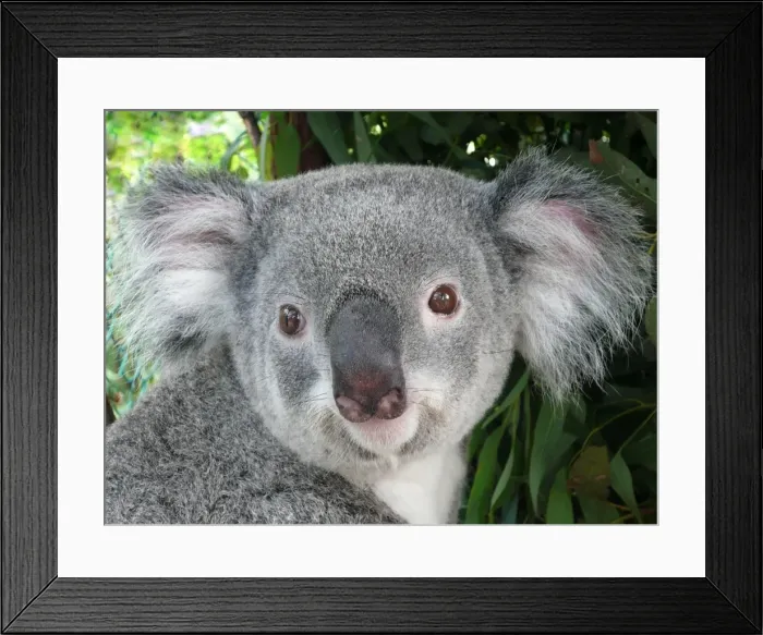 Framed Print : Koala Portrait Framed Print : Koala Portrait