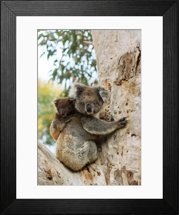 Framed Print : Koala with cub on a eucalyptus tree