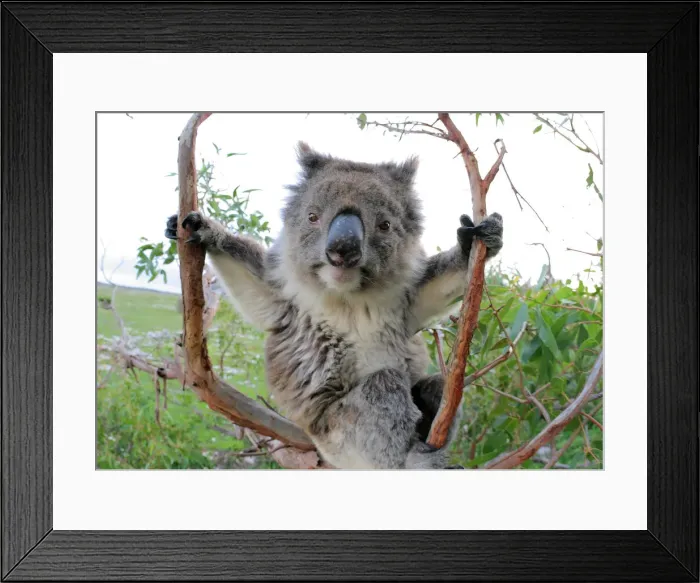 Framed Print : Koala in a gum tree Framed Print : Koala in a gum tree