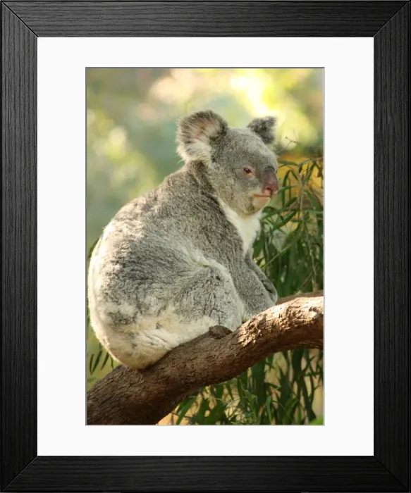 Framed Print : Koala On Tree Framed Print : Koala On Tree