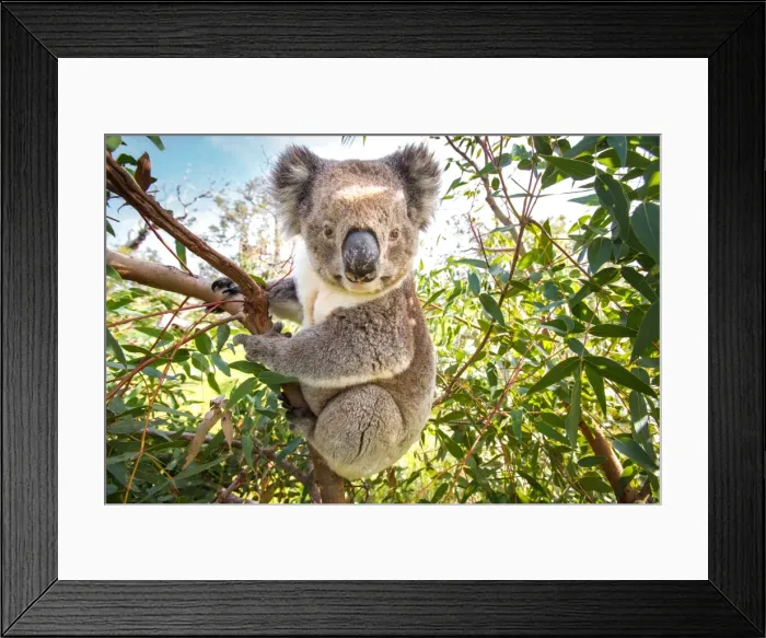 Framed Print : Koala in a gum tree. South Australia Framed Print : Koala in a gum tree. South Australia