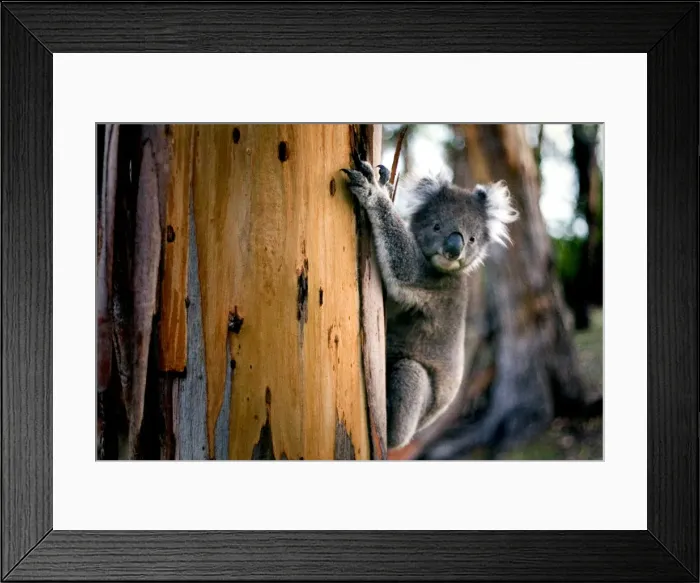 Framed Print : Koala, gum tree Framed Print : Koala, gum tree