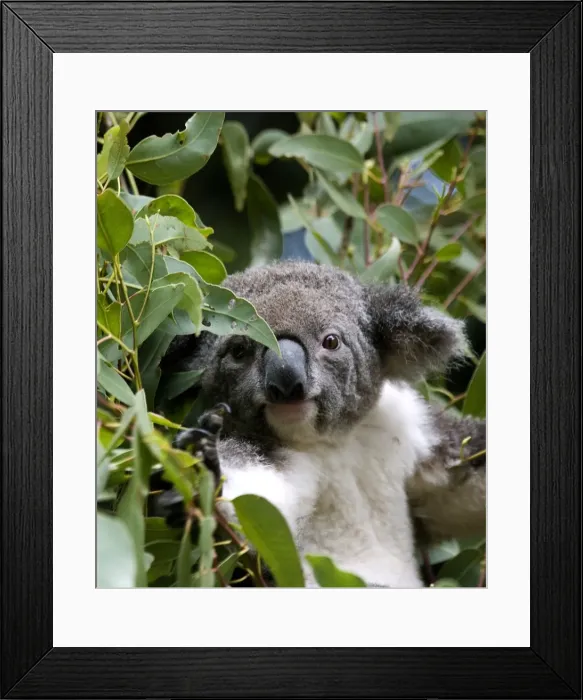 Framed Print : Koala bear Framed Print : Koala bear