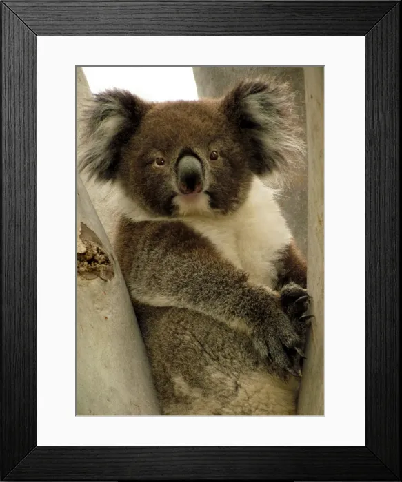 Framed Print : I See You. Koala spotted along the Linear Park, Adelaide, South Australia