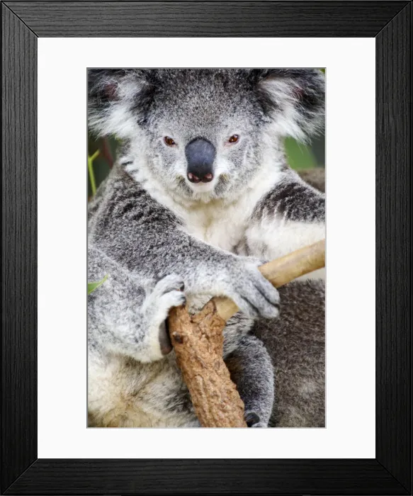 Framed Print : Koala (Phascolarctos cinereus)