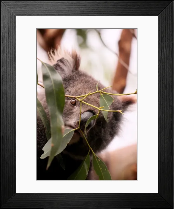 Framed Print : Wild Koala peaking through leaves
