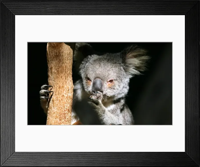 Framed Print : Pensive koala Framed Print : Pensive koala