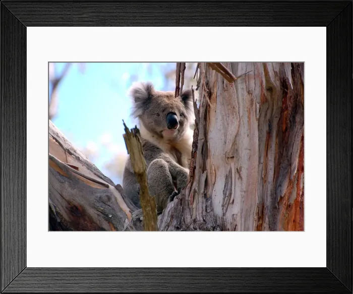 Framed Print : Great Ocean Road Koala in a tree Framed Print : Great Ocean Road Koala in a tree