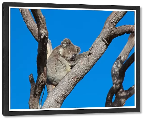 Koala sleeping in tree, Australia