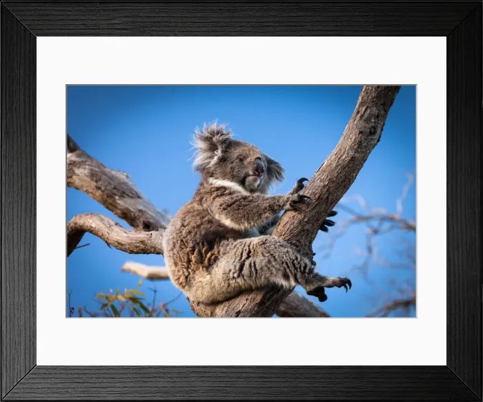 Framed Print : Koala sitting in a gum tree Framed Print : Koala sitting in a gum tree