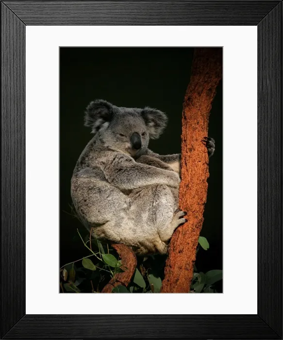 Framed Print : Sleeping koala Framed Print : Sleeping koala