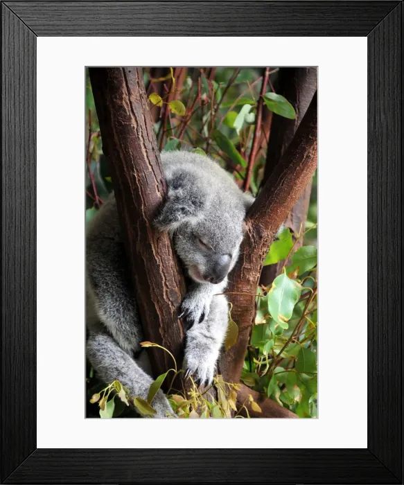 Framed Print : Australian sleeping koala