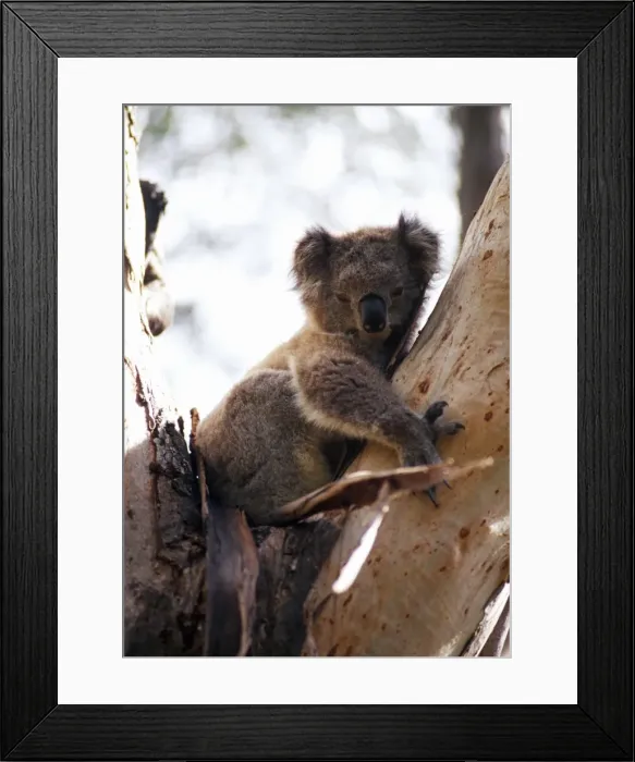 Framed Print : A koala in a tree