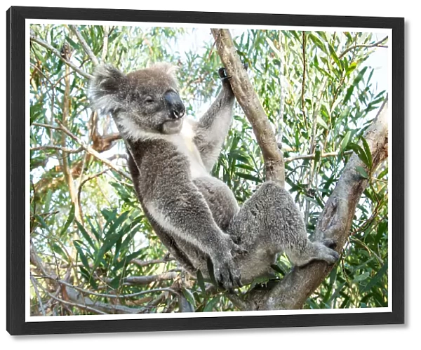 Koala bear sleeping in a gum tree