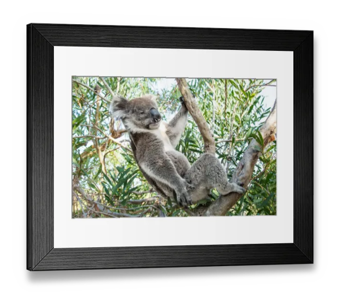 Framed Print : Koala bear sleeping in a gum tree