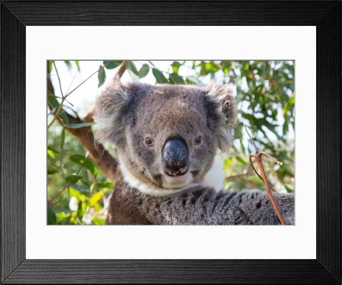 Framed Print : Koala in a gum tree. South Australia Framed Print : Koala in a gum tree. South Australia