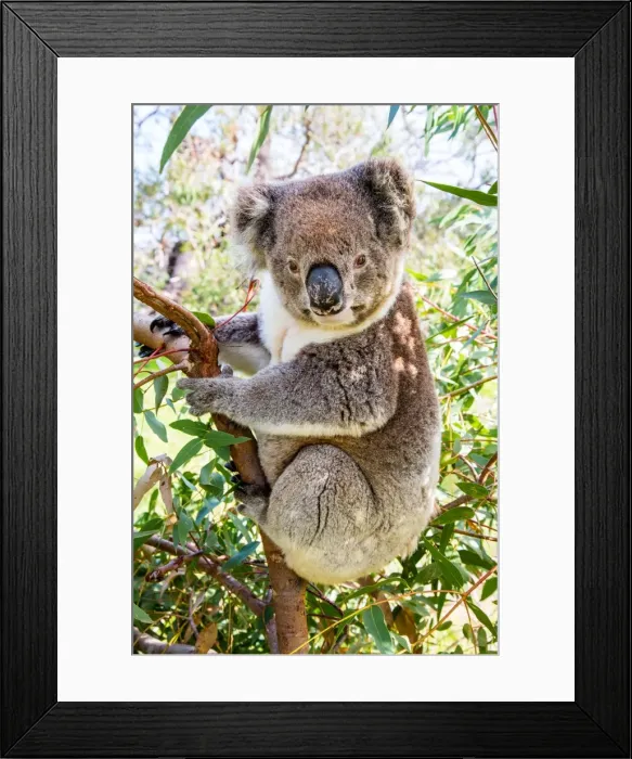 Framed Print : Koala in a gum tree. South Australia Framed Print : Koala in a gum tree. South Australia