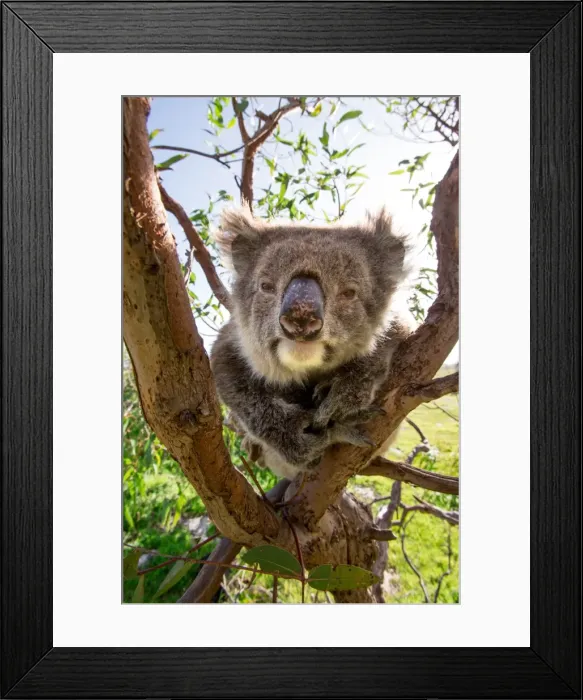 Framed Print : Koala in a gum tree. South Australia Framed Print : Koala in a gum tree. South Australia