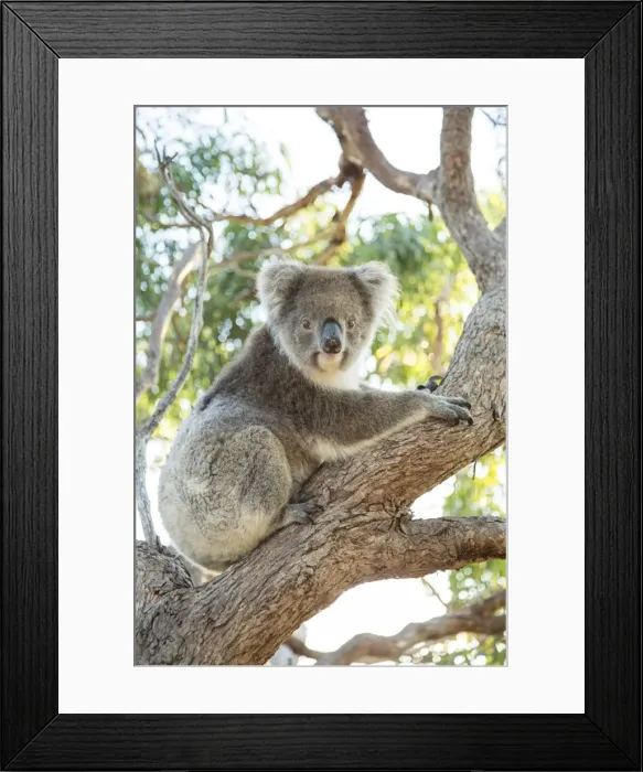 Framed Print : Koala on a gum tree Framed Print : Koala on a gum tree