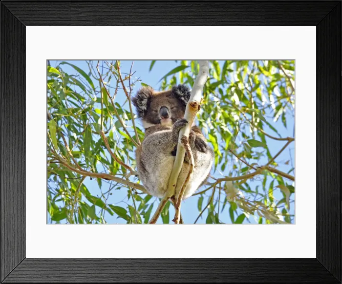 Framed Print : Koala sitting on tree Framed Print : Koala sitting on tree