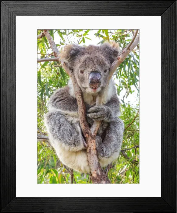 Framed Print : Koala in a gum tree. South Australia Framed Print : Koala in a gum tree. South Australia