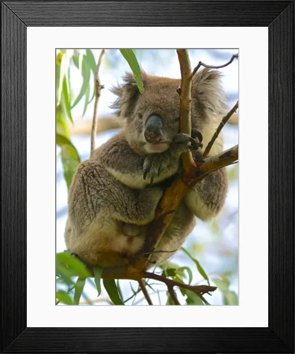 Framed Print : Koala, I m trying to sleep