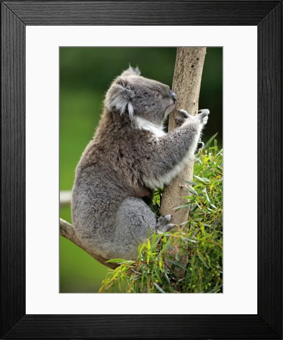 Framed Print : Koala -Phascolarctos cinereus-, adult on tree, Victoria, Australia Framed Print : Koala -Phascolarctos cinereus-, adult on tree, Victoria, Australia