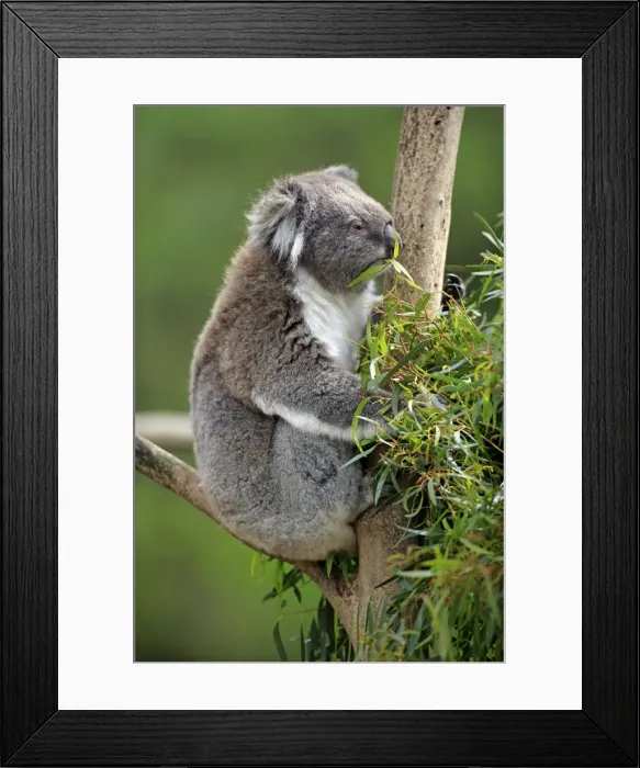 Framed Print : Koala -Phascolarctos cinereus-, adult on tree, feeding, Victoria, Australia