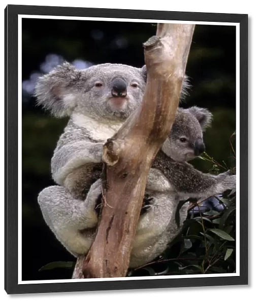 Koalas, Southern Australia