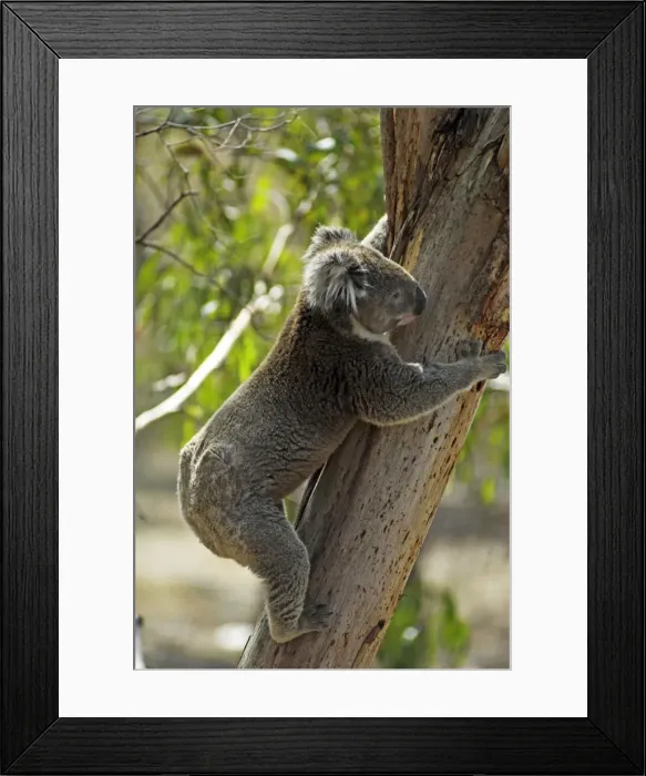 Framed Print : Koala on Philipp Island, State of Victoria, Australia