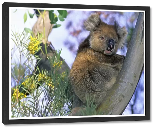 Koala in an Eucalyptus tree, Kangaroo Island, South Australia, Australia