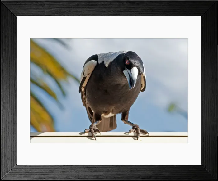 Framed Print : Australian Magpie Framed Print : Australian Magpie