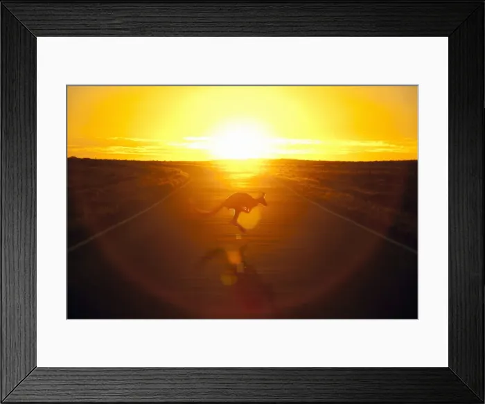 Framed Print : Australian kangaroo
