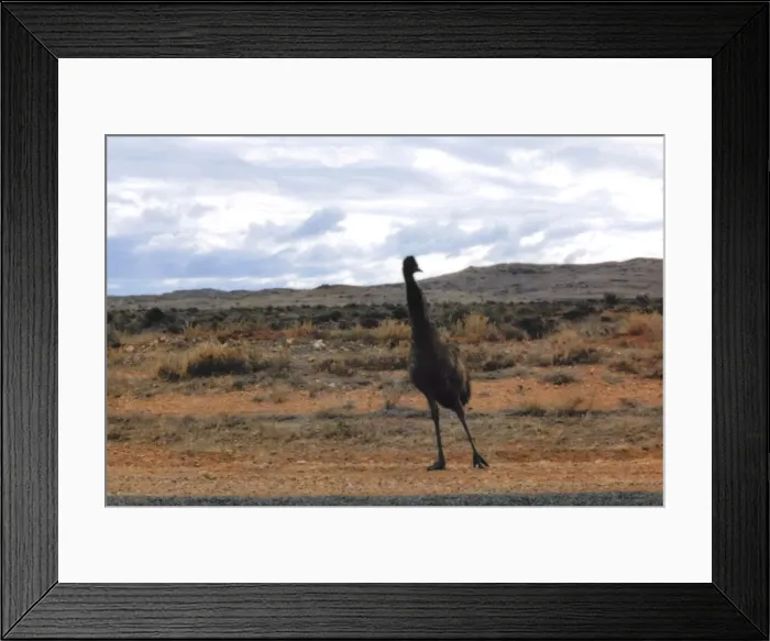 Framed Print : Wild Emu, Australia Framed Print : Wild Emu, Australia