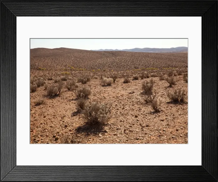 Framed Print : Desert Saltbush