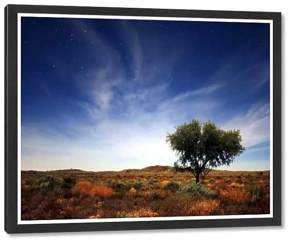 Lone tree on Silver Highway between broken hill at Tiboburra, New South Wales, Australia