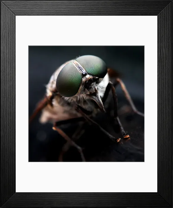 Framed Print : Fly close-up