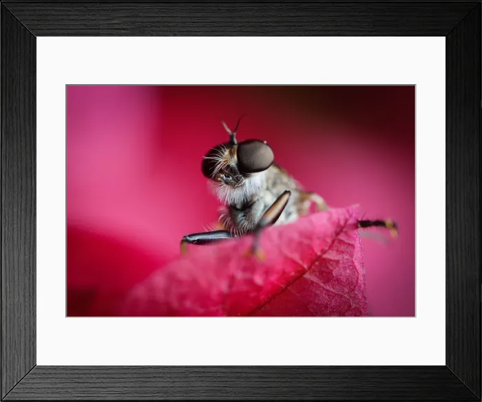 Framed Print : Bug eye view Framed Print : Bug eye view