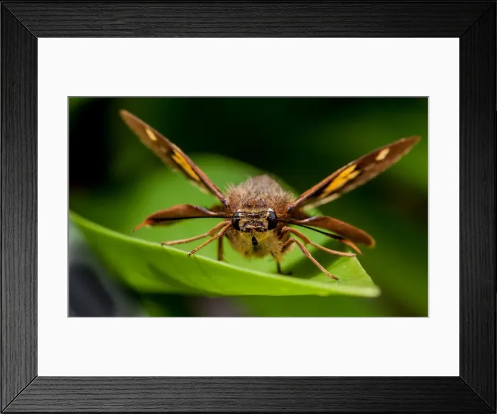 Framed Print : Splendid Ochre Moth Framed Print : Splendid Ochre Moth