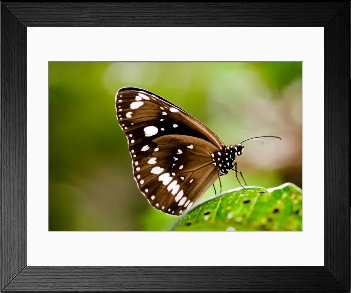Framed Print : butterfly. gorgeous lady butterfly posed for me while we were browsing Framed Print : butterfly. gorgeous lady butterfly posed for me while we were browsing