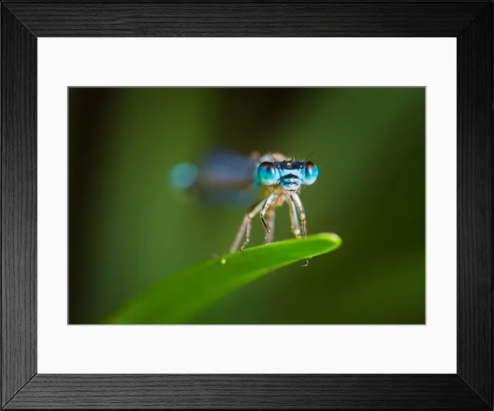 Framed Print : Damselfly macro