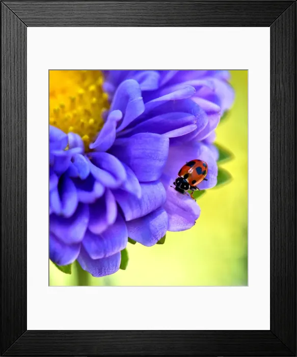 Framed Print : Ladybug on an aster flower
